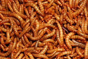 Creepy Worms used in Horror Films