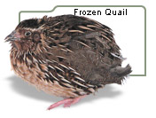 Frozen Quail