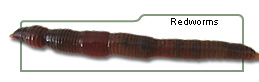 Redworms