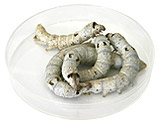 Large Silkworms Large Silkworms