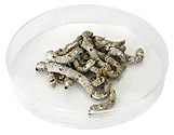 Medium Silkworms Medium Silkworms
