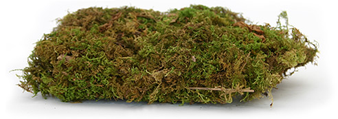 Sheet Moss Thin