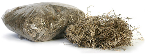 Spanish Moss