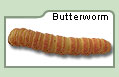 Butterworm
