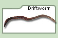 Driftworm