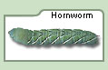 Hornworm