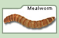 Mealworm