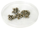 Small Silkworms Small Silkworms